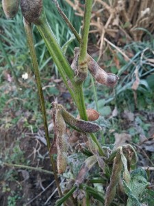 大豆の種1_151128