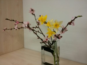 アーモンドの花水仙_160322