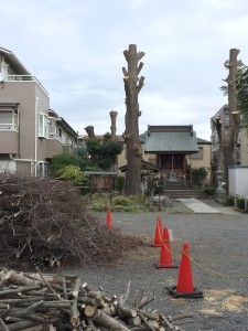 神社のイチョウ_160321