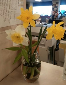 水仙_160322