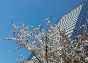 葉桜_160412