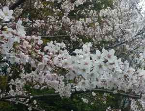 桜_160401