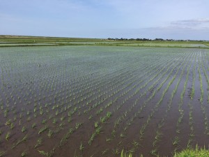 田植え後_160507