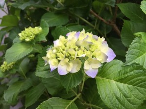 紫陽花_160520