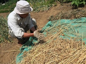 小麦収穫1_160604