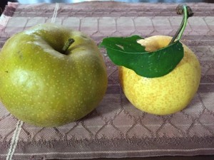 梨の収穫4_160829