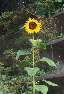 秋のひまわり