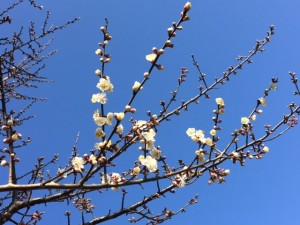 河津桜2_170122