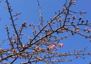 河津桜1_170122