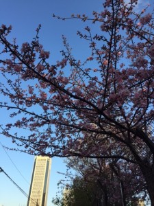 河津桜_170205