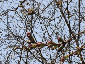 桜つぼみ