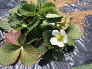 イチゴの花