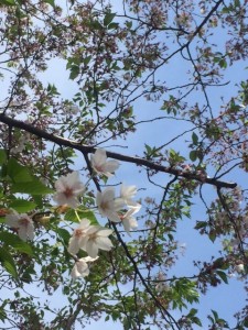 葉桜2_170416