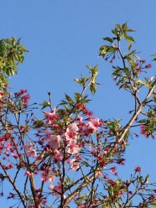 桜鹿児島_100412