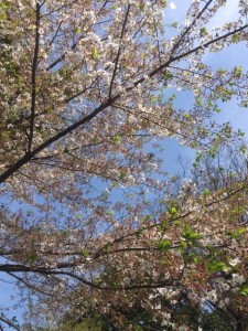 葉桜1_170416