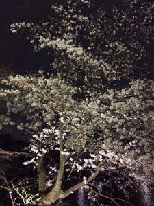 夜桜_170406