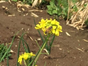 菜の花とミツバチ