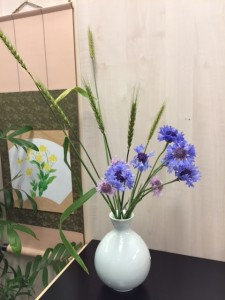矢車菊小麦