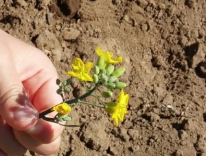 抜かれた菜の花3