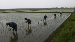 田植え雨2017