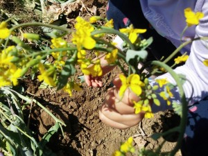 こどもの日菜の花