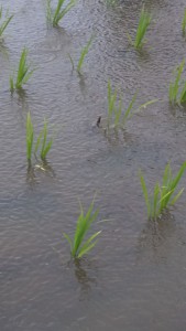 田植え雨22017