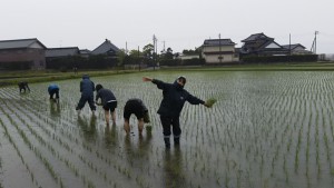 田植え雨12017