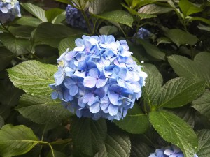 紫陽花_170628
