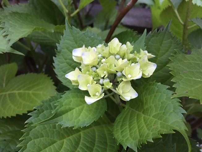 紫陽花の花言葉