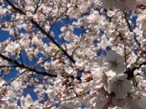 桜の数え方