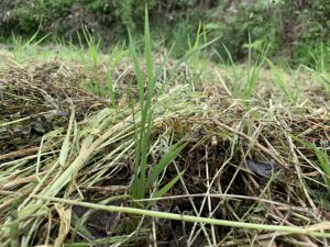 田植えから見えてくるもの