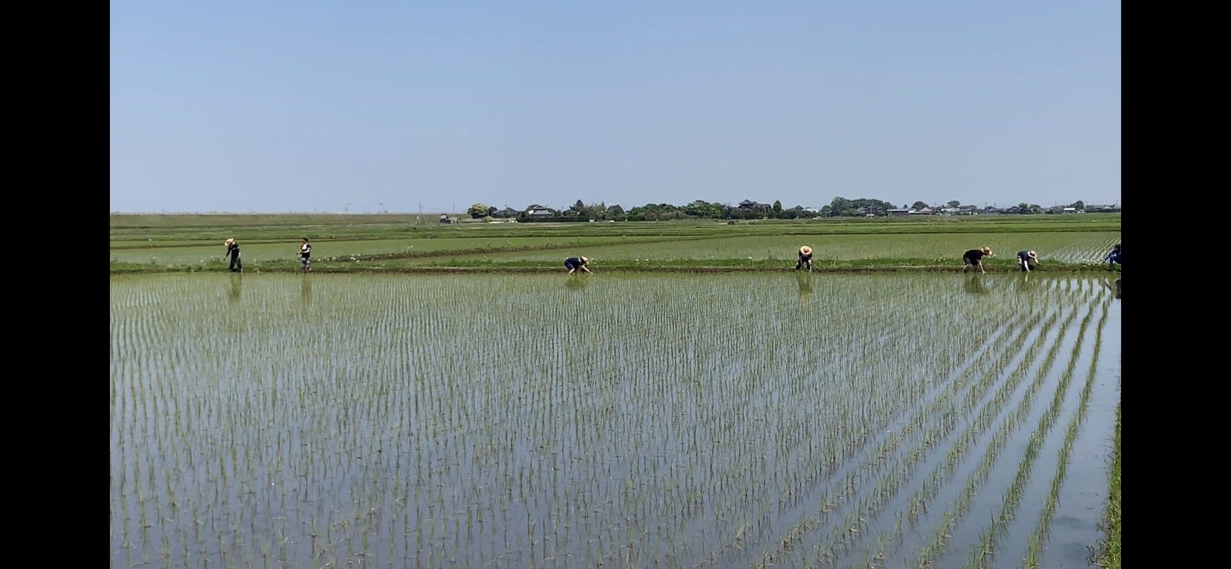 田植え2019②