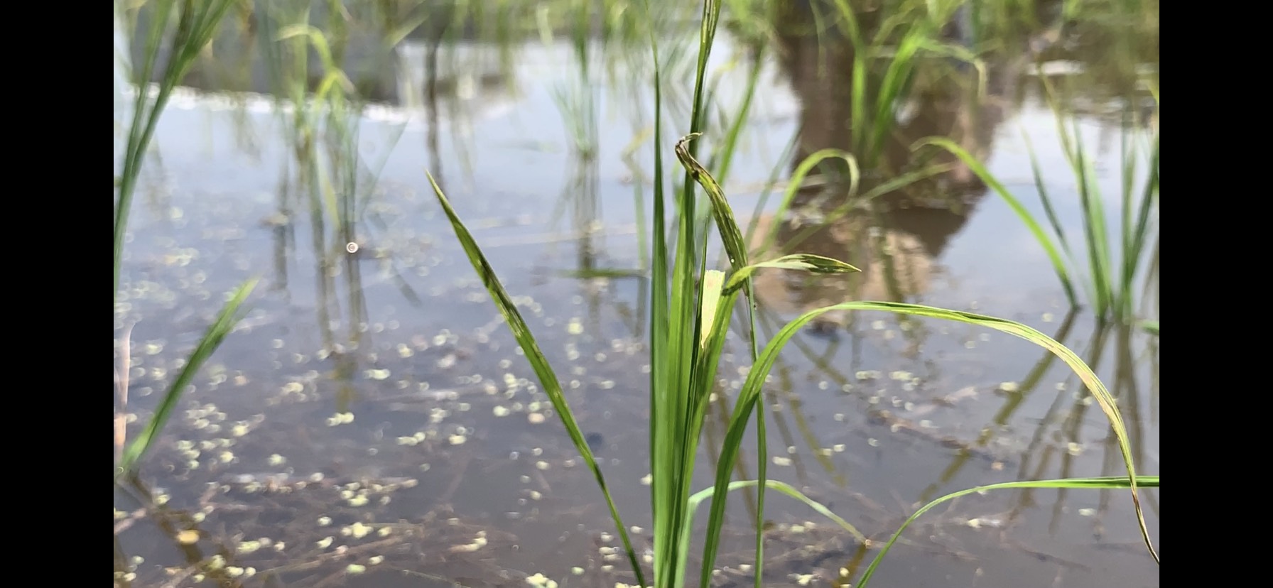 田植え2019