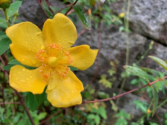 梅雨２