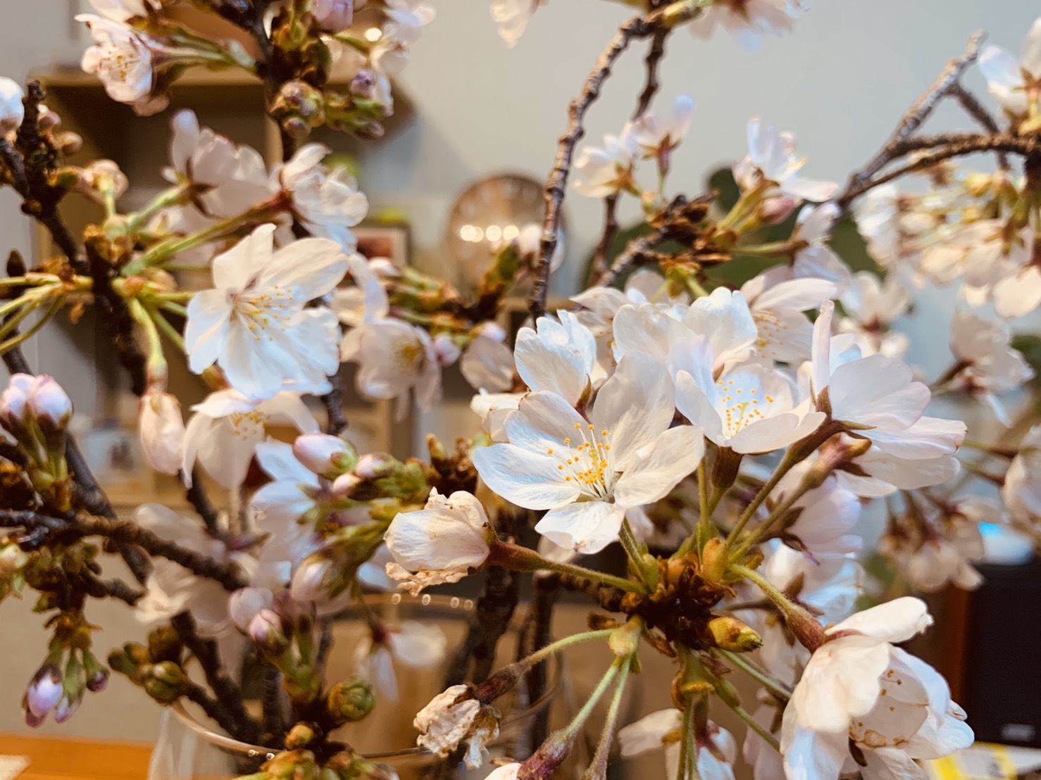 桜咲く