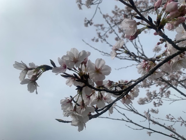 桜始開 ～2022年～